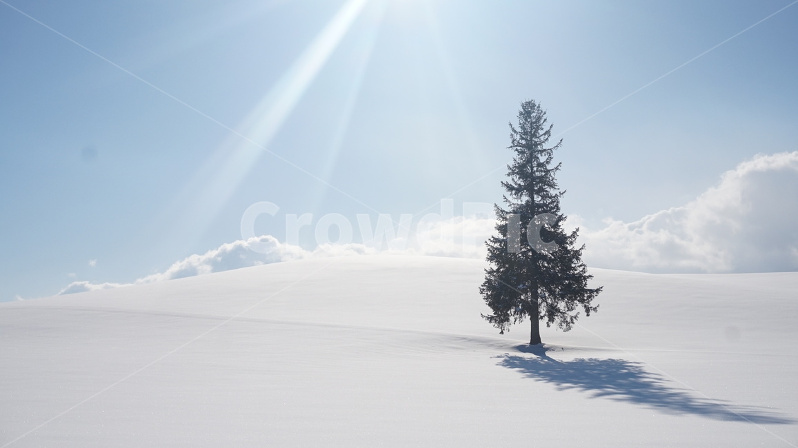비에이,삿포로,일본,saporo,tree,나무,전나무,nature,자연,겨울,계절,winter,season