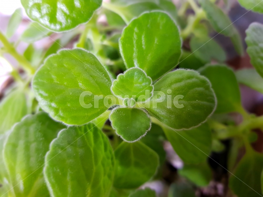 허브,잎,녹색,새싹,봄,솜털,싱그러움,자연,식물,감상,향기,식물,자연,plants,nature