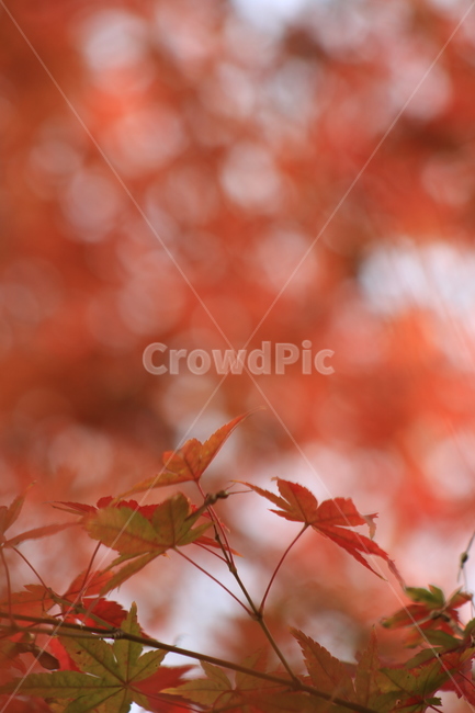 단풍,가을,계절,leaf,잎,plant,식물,tree,나무,빛,색감,붉은,가을,계절,fall,autumn,season