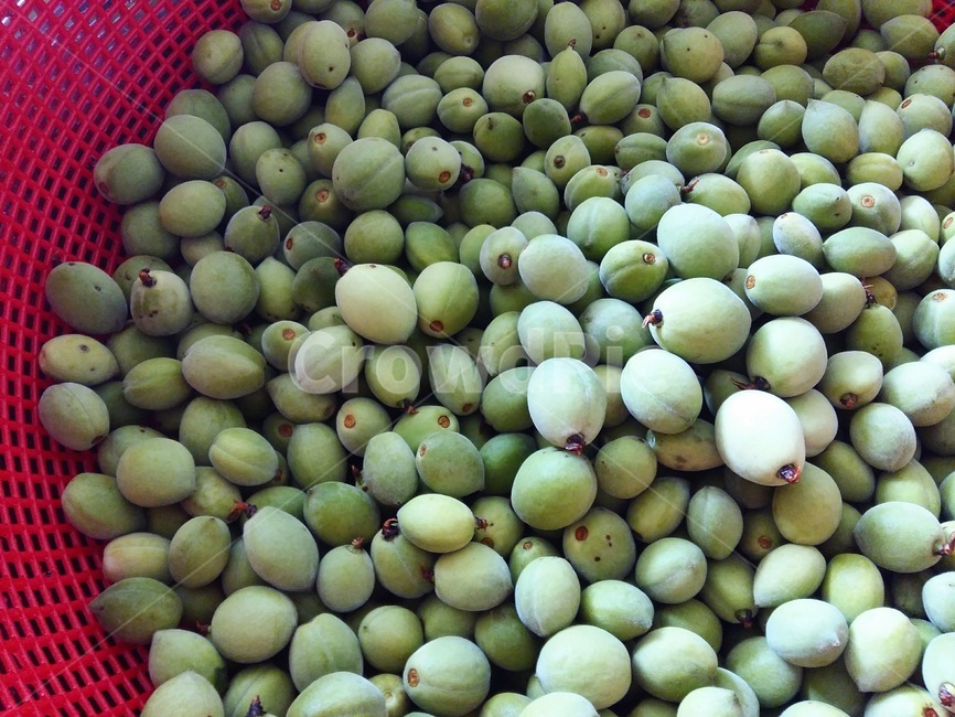 개복숭아,열매,씨앗,자연,nature,자연산,농산물,음식,food,농사,초록색,green,prunusdavidiana,식물,plant,알맹이,효소,시골,건갈,건강식품,농업