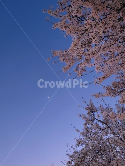 식물,cherryblossom,벚꽃,blossom,flower,꽃,달,plant,감성,sensible,자연,nature,moon,옥외,outdoors,풍경,sky,초승달,nightsky,색상,color,배경화면,밤