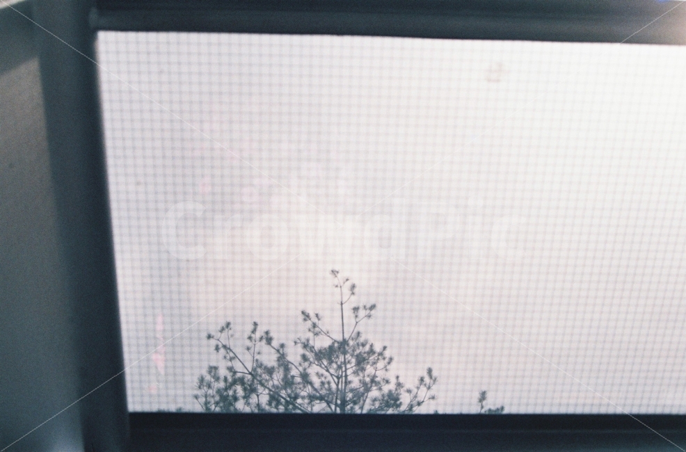 희미함,뿌옇다,감성사진,나뭇잎,기다림,휴식,힐링,rest,relaxation,healing