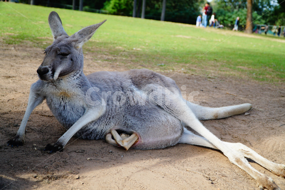 캥거루,kangaroo,동물,임신,아기캥거루,엄마,아기,호주,동물원,동물,animal,포유류,mammal
