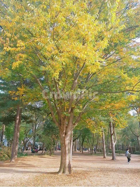 나무,가을,단풍,공원,노랑