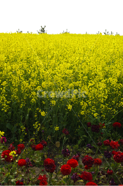 유채꽃,식물,flower,plants,nature,꽃,꽃밭,color,landscape,식물,자연,plants,nature,꽃,flower