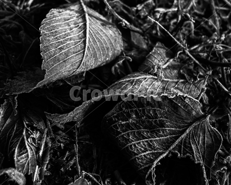 서,서릿발,겨울,나뭇잎,낙엽,계절,모노톤,흑백사진,식물,자연,plants,nature,흑백,모노톤,monochrome,black and white