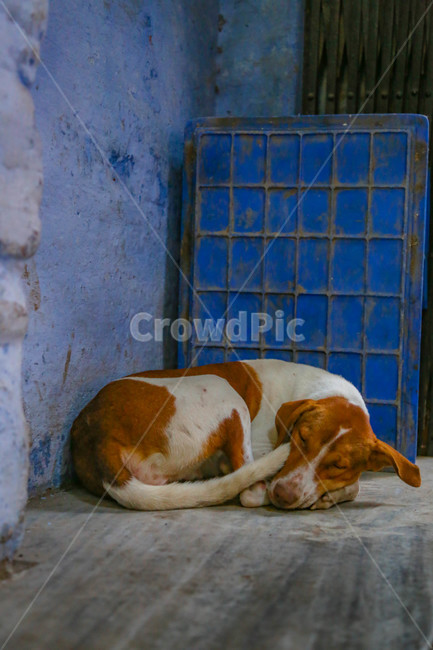 동물,개,인도,낮잠,animal,dog,들개,인도개