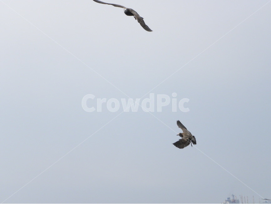 갈매기,바다,섬,바다풍경,유람선,seagull,sea,island,cruiseship,seapictures,동물,animal,조류,새,birds