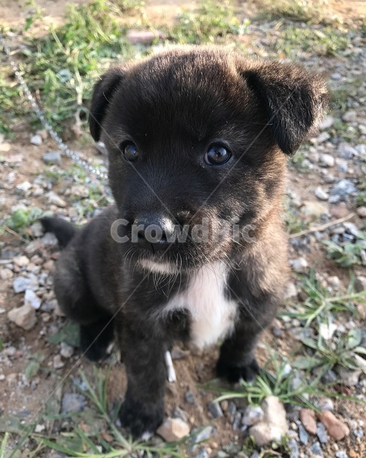 강아지,개,검은강아지,dog,시골,contury,동물,animal,포유류,mammal,개,강아지,dog,doggy