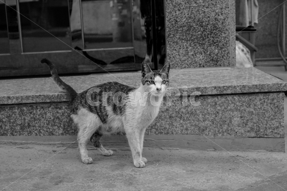 길고양이,고양이,흑백,cat,길냥이,동물,동물,animal,포유류,mammal,고양이,cat,kitten,kitty,흑백,모노톤,monochrome,black and white
