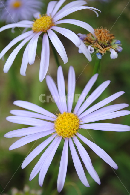 꽃,꽃잎,보라색,보라색꽃잎,얇은꽃잎,식물,자연,plants,nature,꽃,flower
