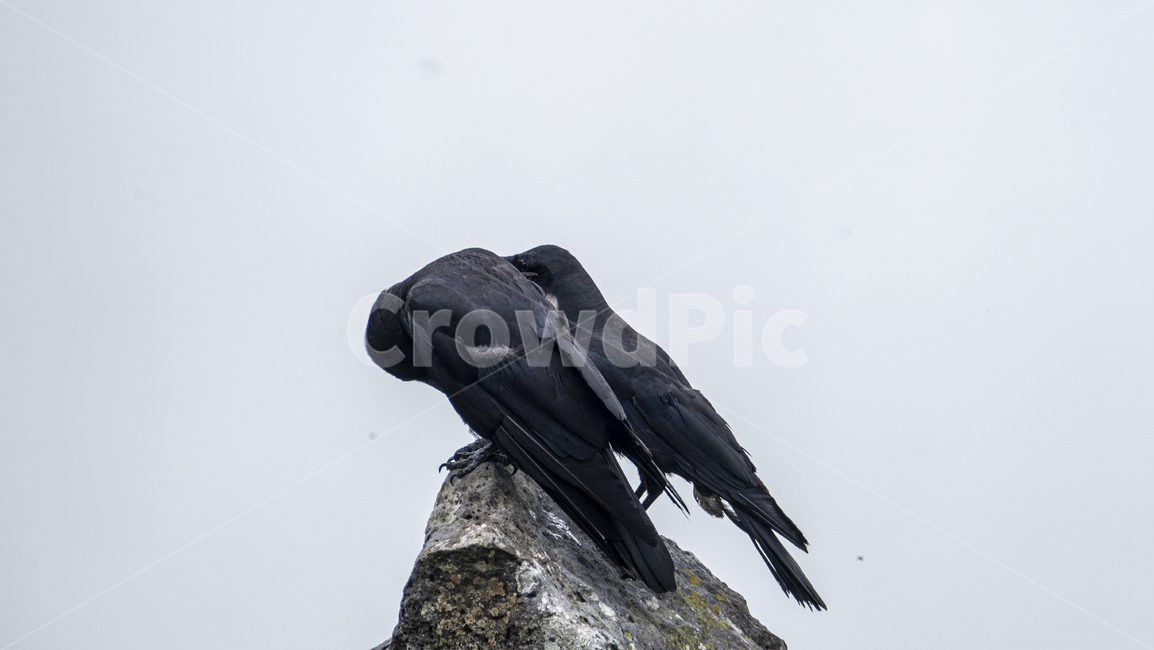 까마귀,까마귀들,야생동물,새,crow,산속,숲속,날짐승