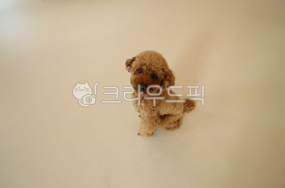 동물,반려견,개,강아지,애완동물,반려동물,푸들,pet,animal,dog,poodle,갈색,귀여운