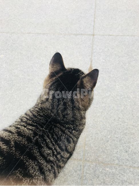 Sea cucumber,Steamed fur,stray cat,cat,back