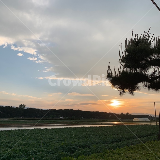 하늘,구름,석양,일몰,논,강릉,시골,해