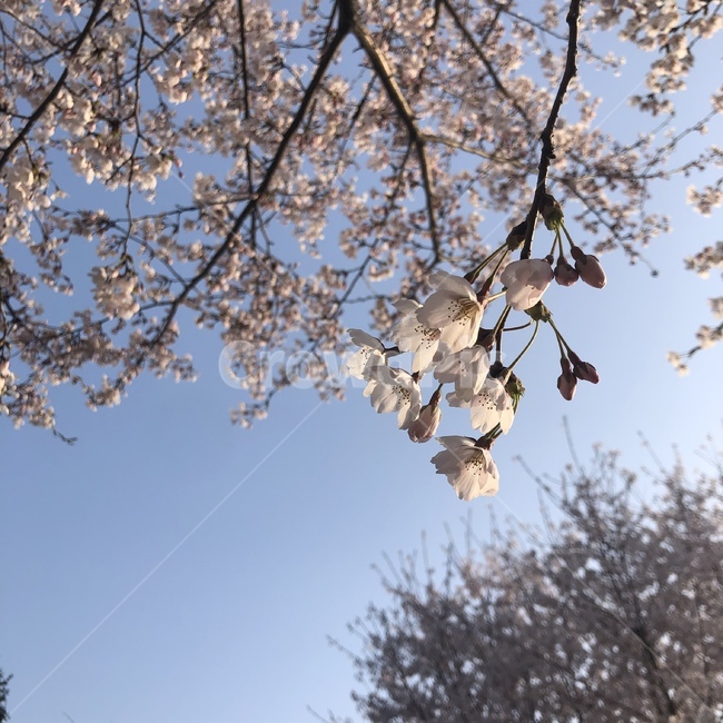 봄,벚꽃,꽃,하늘,벚꽃나무,flower,flowers,봄꽃,cherryblossoms