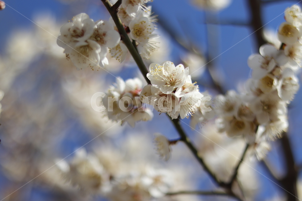 꽃,봄,식물,계절,자연,감성,flower,nature,spring