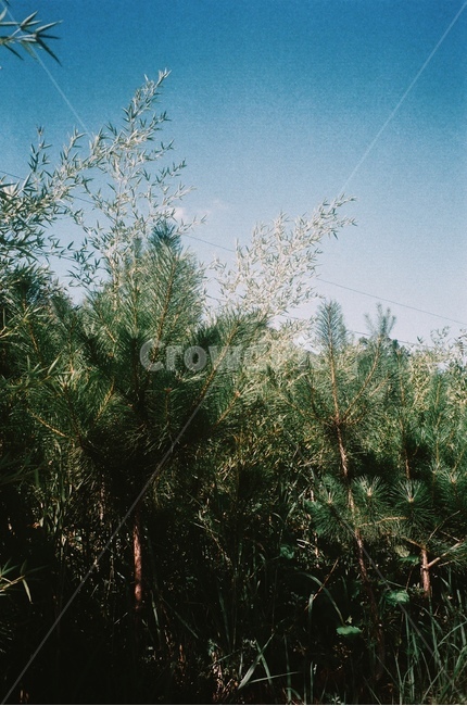 식물,나무,풀,초록,하늘,파란하늘,맑은,청량한,식물,자연,plants,nature