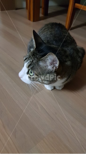 고양이,cat,코숏,바닥,집고양이
