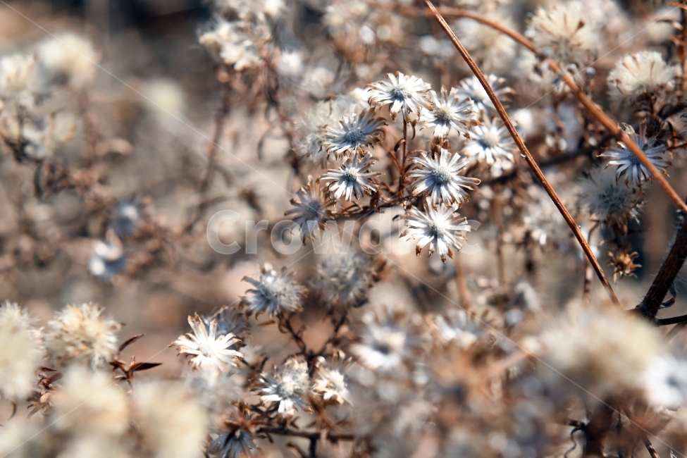 겨울,식물,꽃,마른꽃,단풍,식물,자연,plants,nature,꽃,flower