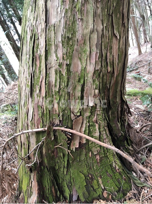 나무,식물,tree,자연,풍경