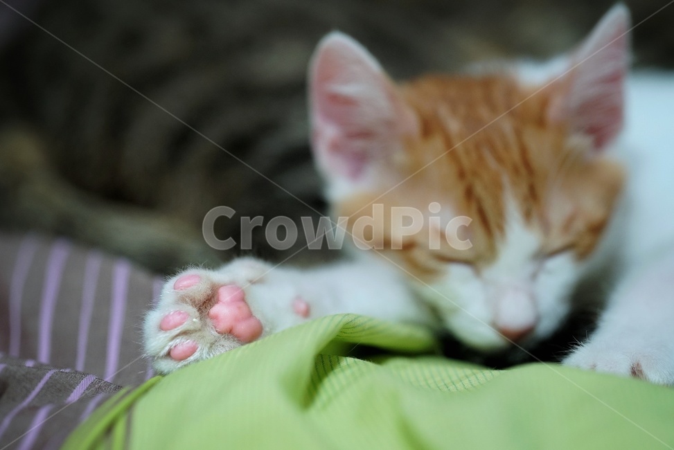 고양이,발바닥,눈빛,귀워운,아기,동물,animal,포유류,mammal,고양이,cat,kitten,kitty