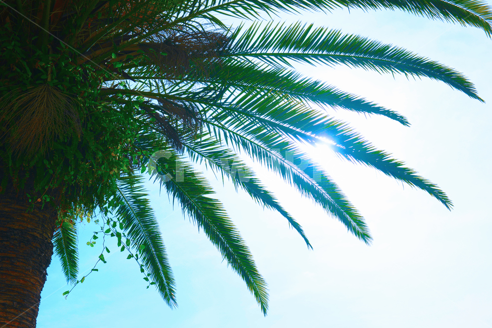 나무,야자수,하늘,여름,휴가,vacation,자연,꽃,초록색,flower,green,초록,색깔,색감,color,감성사진,감성,colorsense,colorsensitivity,feeling,nature,plant,plants,풍경,식물,summer,palm,palmtree,tree,sky,tropic,exotic,코코넛,코코넛트리,coconut,coconuttree