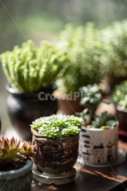 다육이,다육식물,plant,botanical,식물,식물,자연,plants,nature