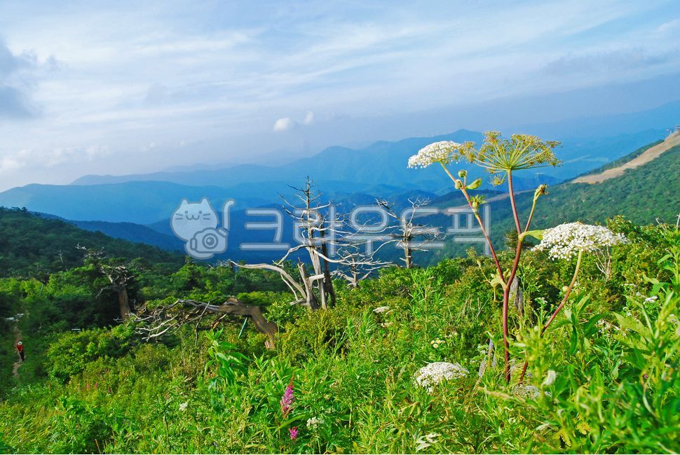 고산초원,야생화,꽃밭,고사목,주목나무,산맥,능선,봉우리,고산야생화,자연,산야초,등산로,주목,녹색,들꽃,nature,옥외,outdoors,필드,field,나무,tree,삼림지,초목,숲,청정지역,환경