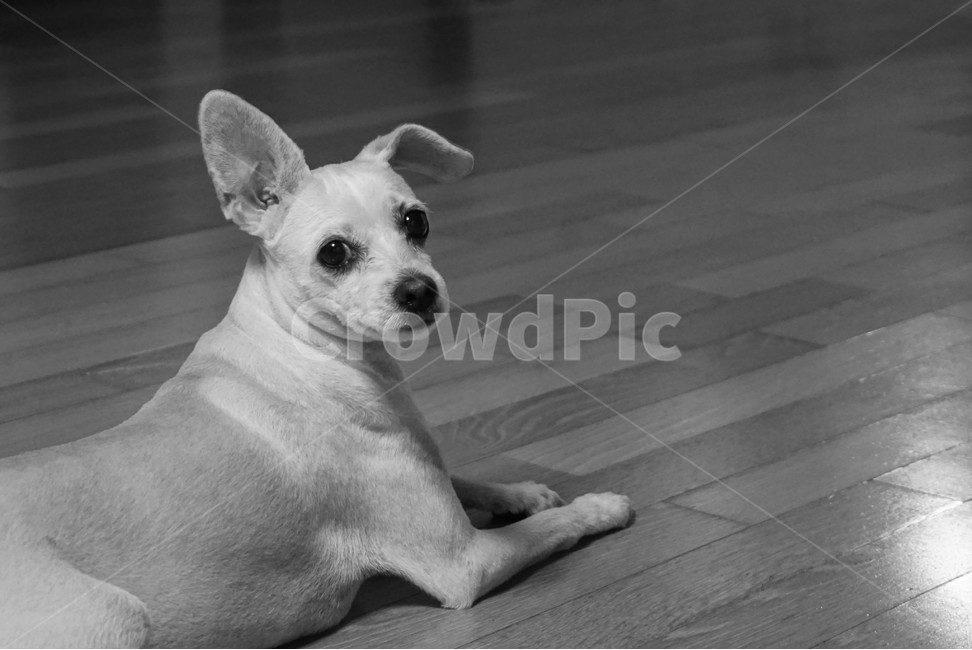 동물,개,강아지,반려견,몽실이,아련한,눈망울,animal,dog,puppy,sadness,eyes