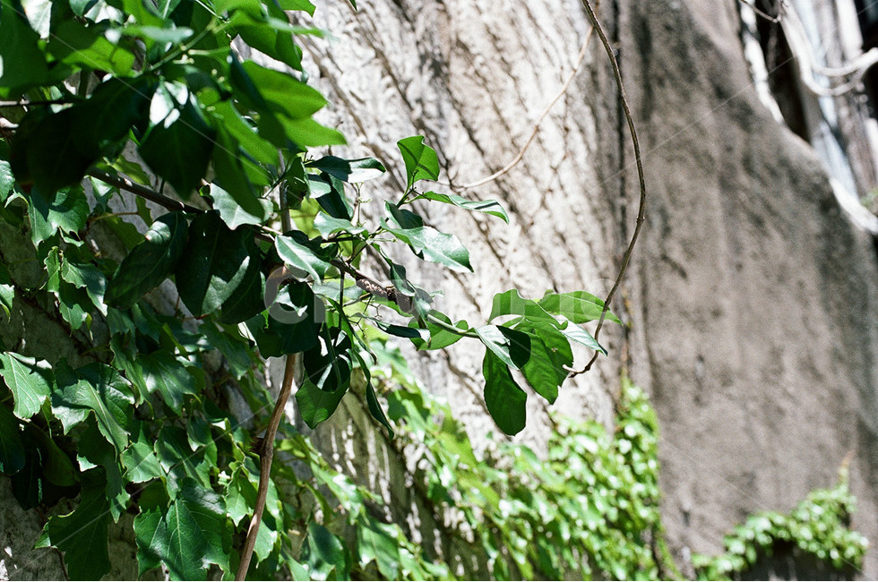 감성,감성사진,담벼락,덩쿨,덩쿨담벼락,식물,자연,plants,nature