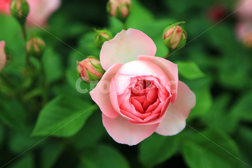 장미,꽃,flower,장미꽃,rose,꽃잎,꽃망울,꽃송이