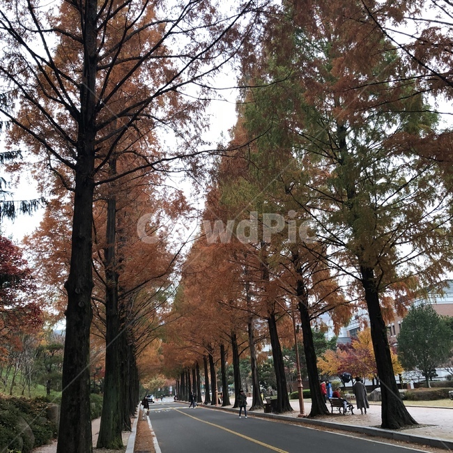 단풍,가을,나무,배경,길,가을,계절,fall,autumn,season,자연,풍경,nature,landscape,tree,plant,식물,asphalt,아스팔트,road,도로,tree trunk,나무 줄기