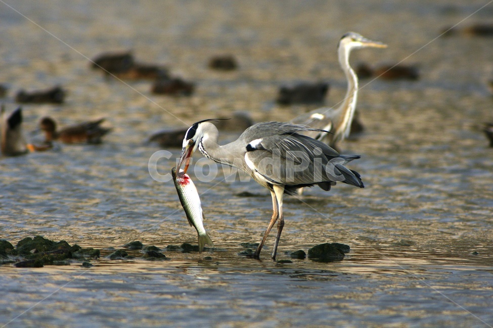 왜가리,조류,텃새,사냥,숭어,동물,animal,조류,새,birds