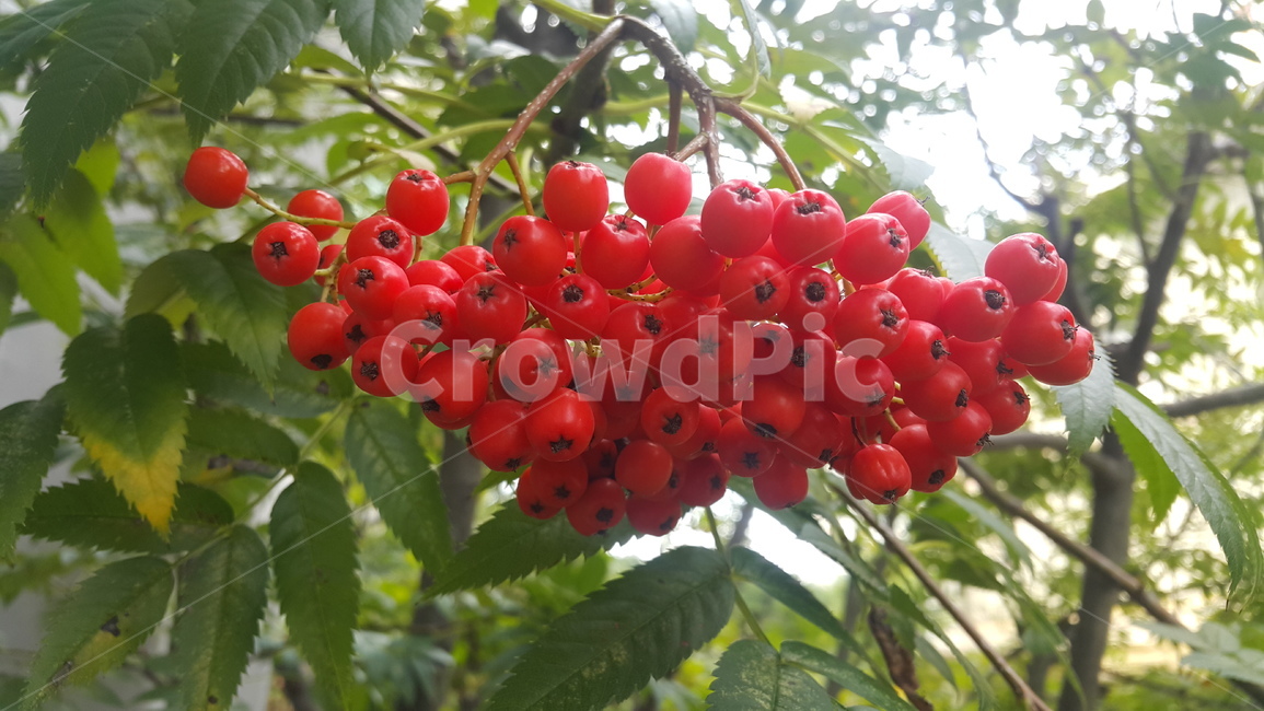 마가목,열매,빨간,빨간색,과일,식물,자연,plants,nature,과일,열매,fruit