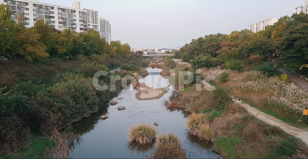 하천,하천가,도심천,산책로,자연,가을