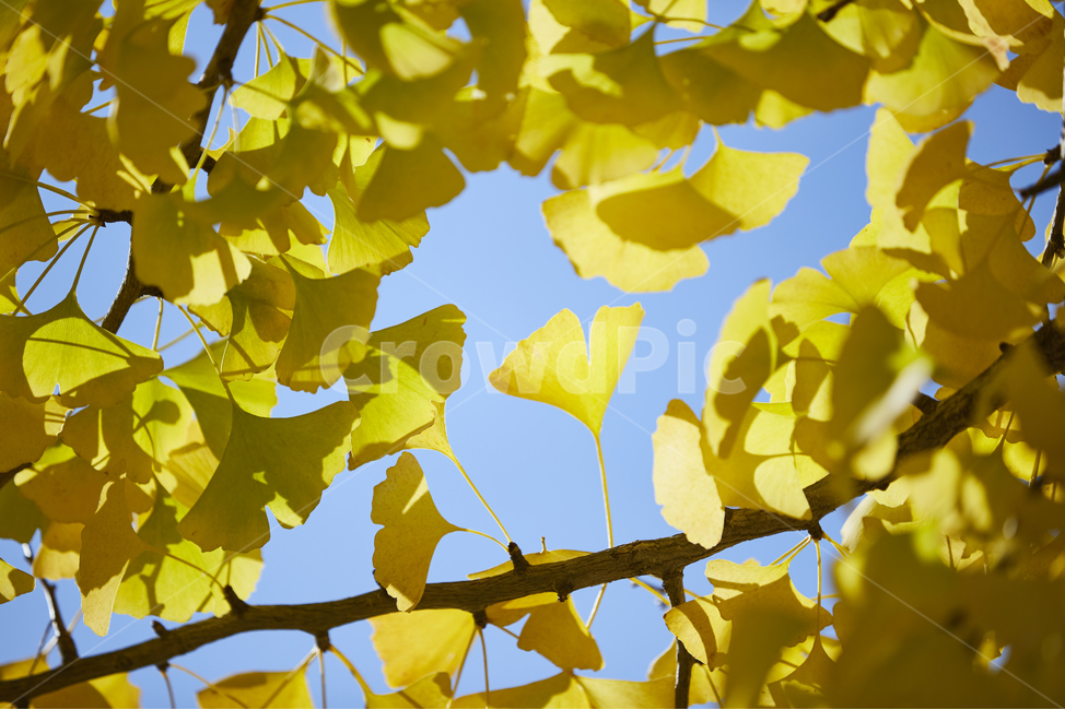 은행잎,노란잎,단풍,은행,가을,노란빛,잎,은행나무,식물,leaf,plant,가을,계절,fall,autumn,season