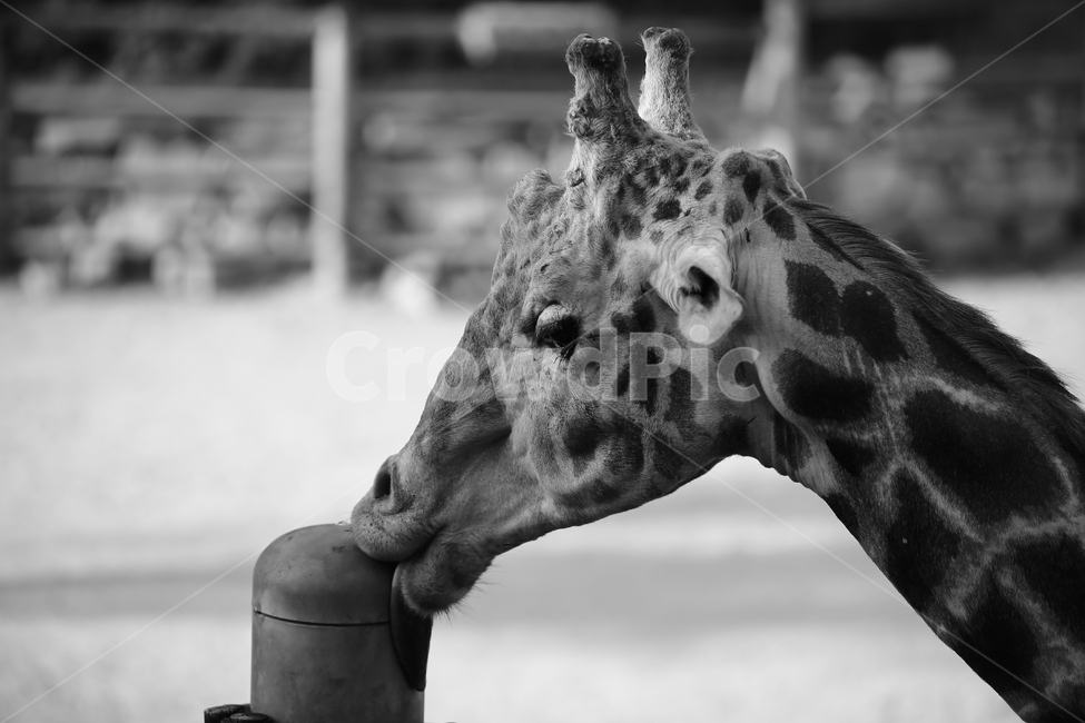 동물,동물원,기린,흑백,흑백사진,동물,animal,포유류,mammal,흑백,모노톤,monochrome,black and white