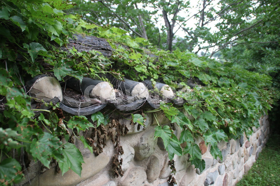 고택,담장,덩굴,한옥마을,전주,oldhouse,wall,fencevine,hanokvillage,jeonju,한국전통,한국문화,korean traditional,korean culture,식물,자연,plants,nature,건축물,건물외관,exterior,building,structure,architecture,construction