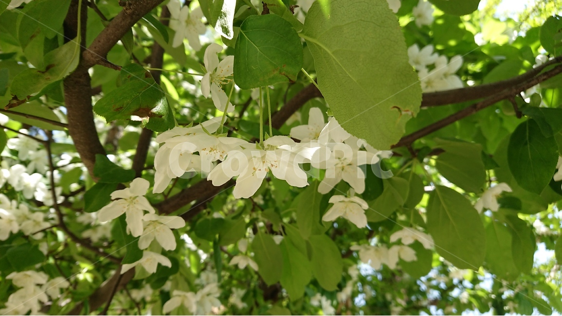 식물,나무,꽃,흰꽃,꽃나무,봄,흰색,봄,계절,spring,season,식물,자연,plants,nature,꽃,flower,plant,leaf,잎