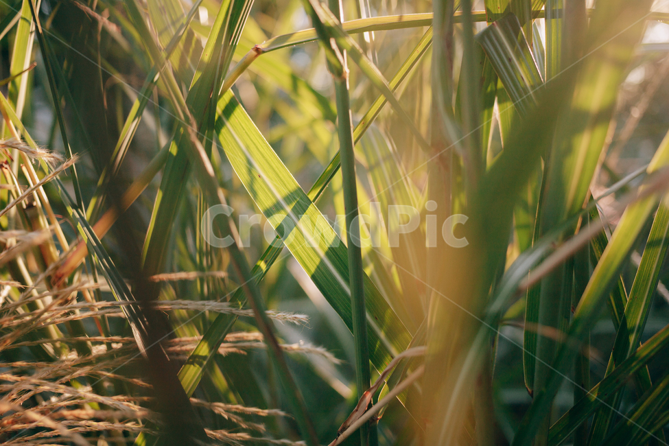가을,갈대,햇살,햇볕,자연,풀,풀잎,잎사귀,가을,계절,fall,autumn,season,식물,자연,plants,nature,grass,잔디,plant