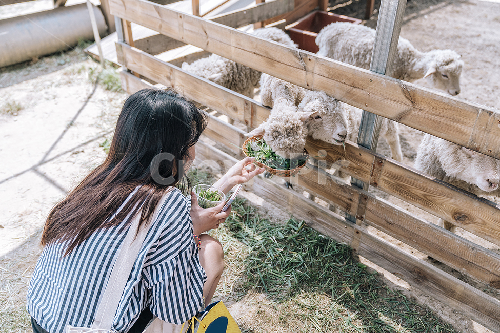 양,체험,sister,sheep,목장,동물,animal,포유류,mammal,사람,인물,인간,human,person,여성,여자,woman,female,lady,산업,industry,industrial,목축업,목장,livestock farming,ranching,pasture