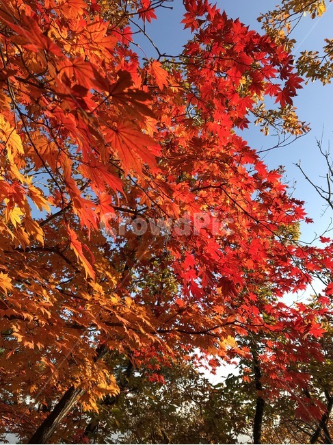 단풍,등산,청계산,붉게물든,가을