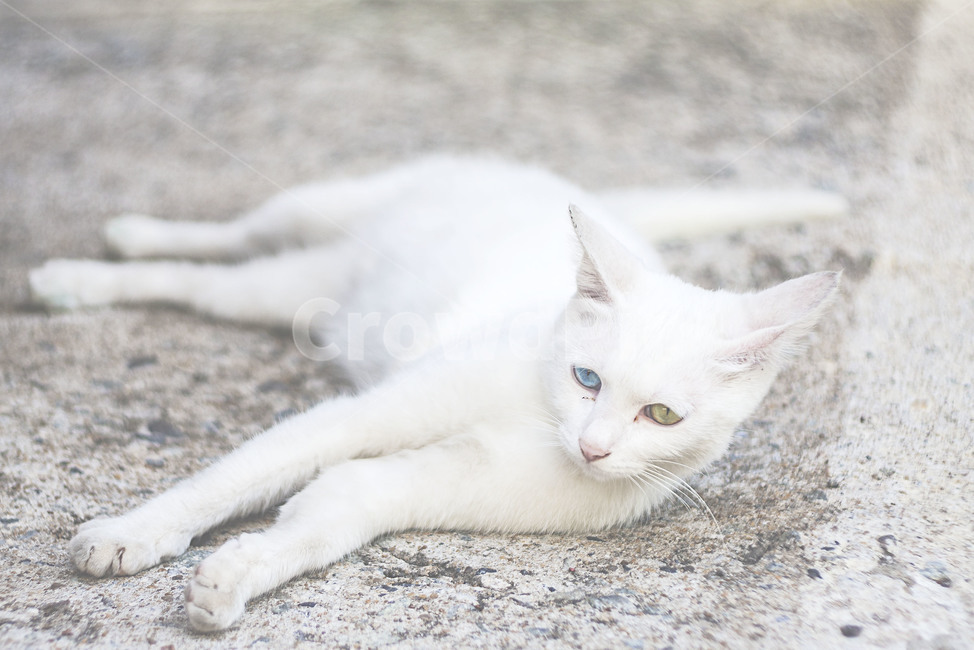 동물,고양이,길고양이,길냥이,흰고양이,포유류,오드아이,animal,cat,straycat,whitecat,mammal,oddeye