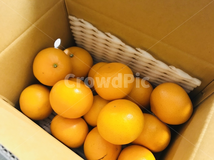 천혜향,귤,귤박스,제주도,과일,겨울,감귤류과일,음식,citrusfruit,fruit,음식,식재료,요리,food,cook,meal,dishes,food reserves