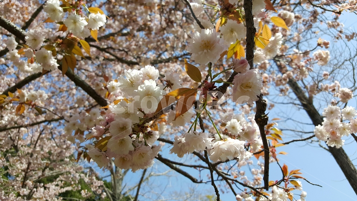 벚꽃,꽃,사쿠라,blossom,flower,분홍,벚꽃잎,나무,일본,오사카,봄