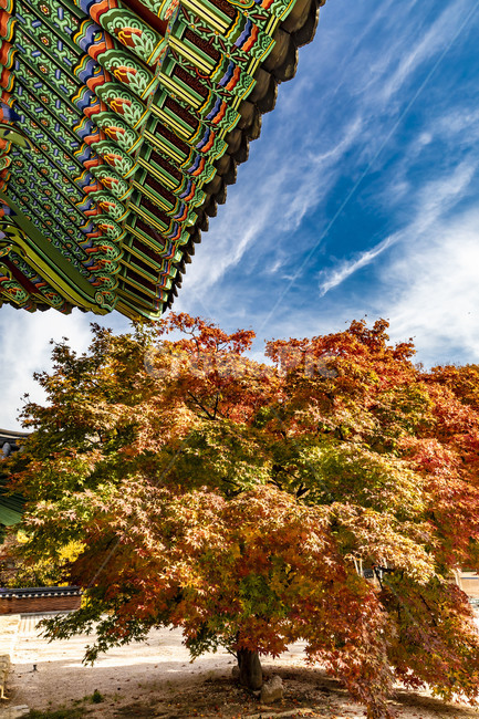 보광사,가을,단풍,자연,풍경,사찰,단풍잎,단청,추녀,나뭇잎,계절,가을서정,식물,plant,나무,나무줄기,잎,하늘,가을,계절,fall,autumn,season,tree