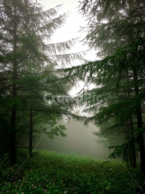 자연,나무,숲,초록,감성사진,안개,몽환,감성,감정,풍경,영화,비밀,green,nature,배경사진,자료,환경,낮,밤,구름,자연,풍경,nature,landscape,식물,plants,나무,trees,wood,휴식,힐링,rest,relaxation,healing,weather,날씨,tree,plant
