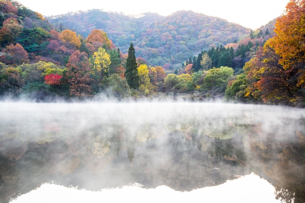 세량지,단풍,일출,가을,아침,반영,자연,풍경,가을,계절,fall,autumn,season,자연,풍경,nature,landscape,한국자연풍경,한국자연경관,korea nature landscape,plant,식물,tree,나무,fir,전나무,abies,아비