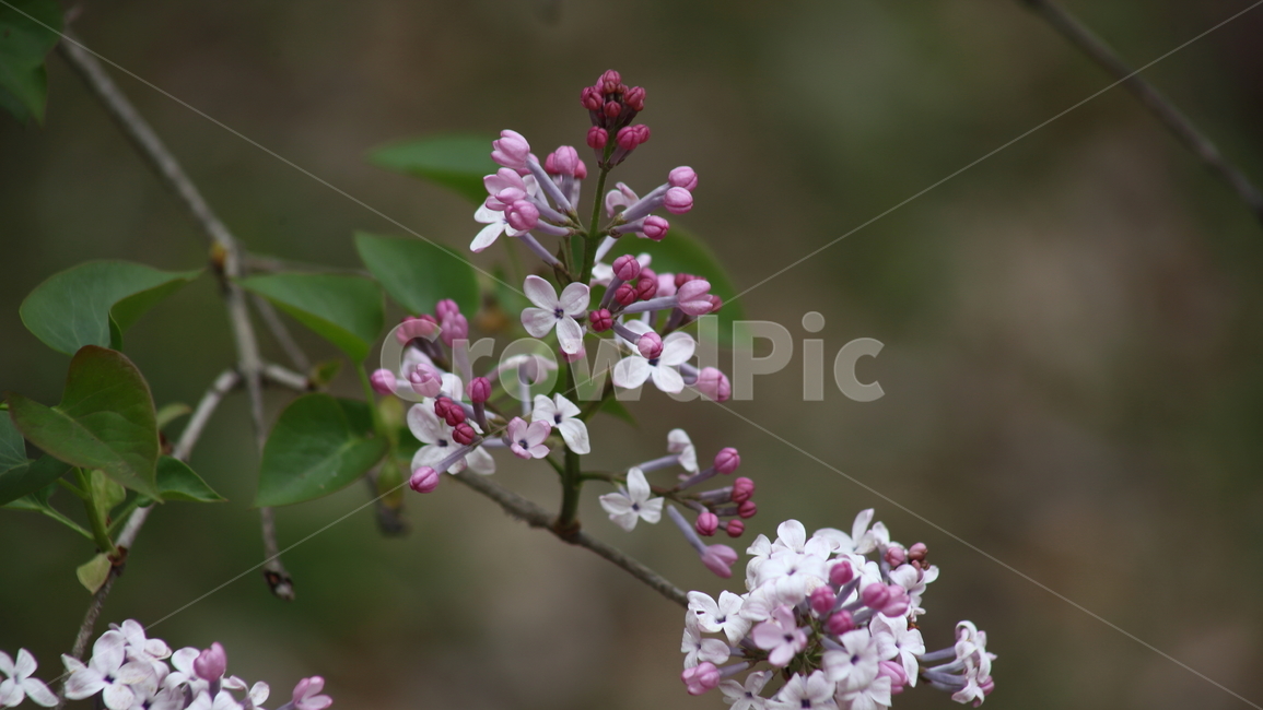 라일락,라라꽃,꽃,봄,commonlilac,수수꽃다리